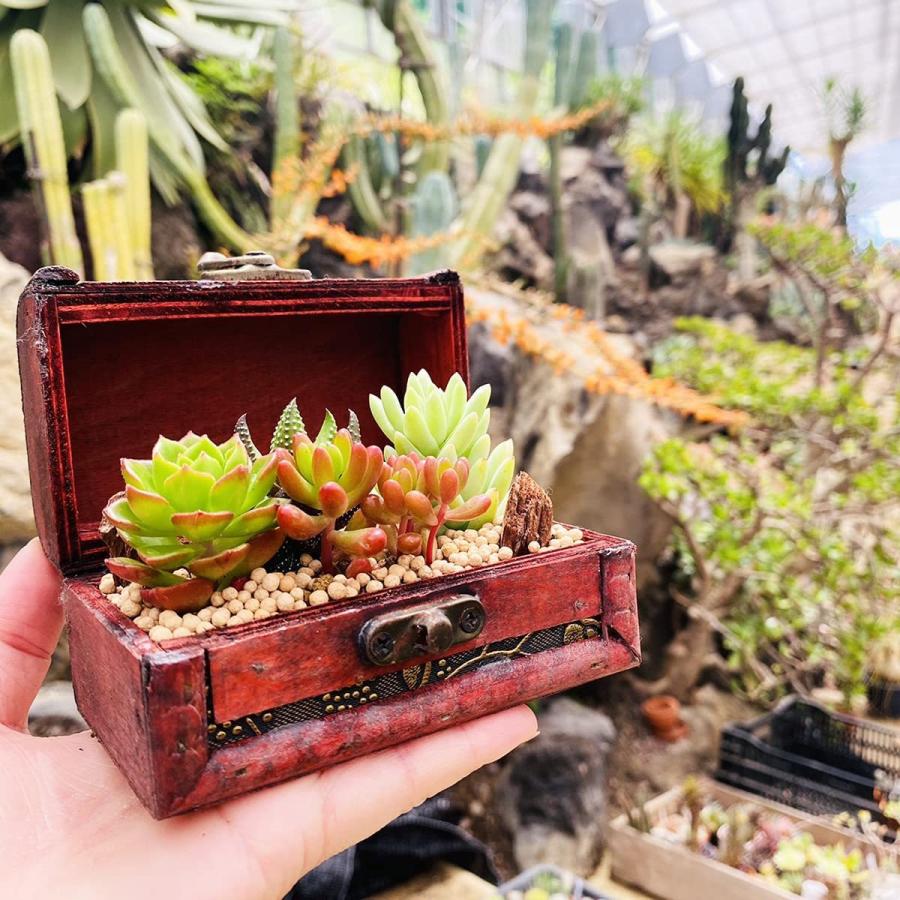 伊豆シャボテン本舗限定 サボテン 観葉植物 多肉植物 寄せ植え 宝箱ケース入り 木製 植木鉢 卓上ポット おしゃれ雑貨 インテリア Sy 10 伊豆シャボテン本舗 通販 Yahoo ショッピング
