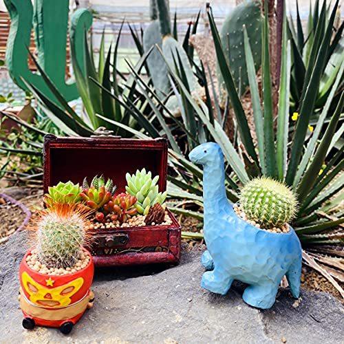 伊豆シャボテン本舗限定 サボテン 多肉植物 寄せ植え アンティーク 宝箱ケース入り Sサイズ Sy 10 伊豆シャボテン本舗 通販 Yahoo ショッピング