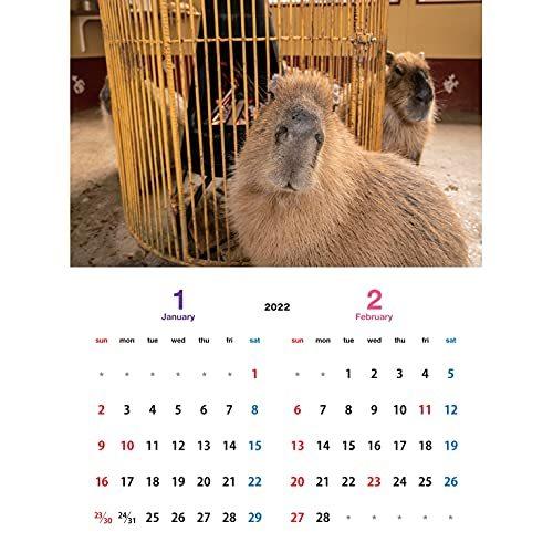 カピバラ 伊豆シャボテン動物公園 写真家 渡辺克仁さん 22 オリジナルカレンダー ポストカード 野生編 Zak 061 伊豆シャボテン本舗 通販 Yahoo ショッピング