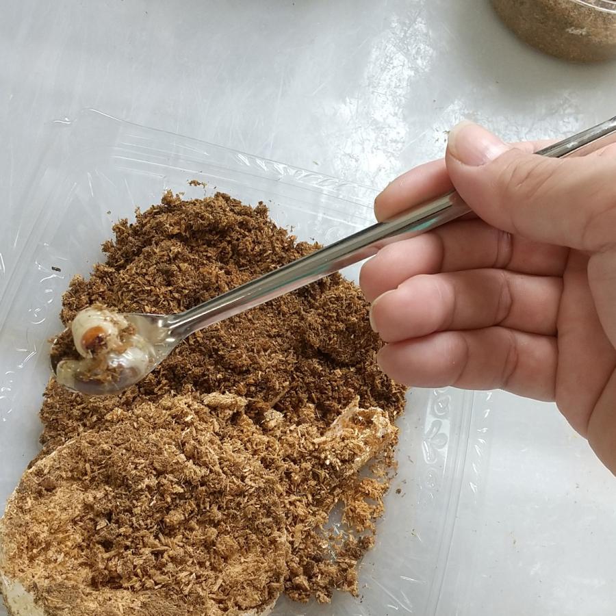 カブクワ幼虫割り出しスプーン約20cm 菌糸瓶 産卵木 割り出し 初 カブクワ幼虫割り出しスプーン約20cm 菌糸瓶 産卵木 割り出し 初