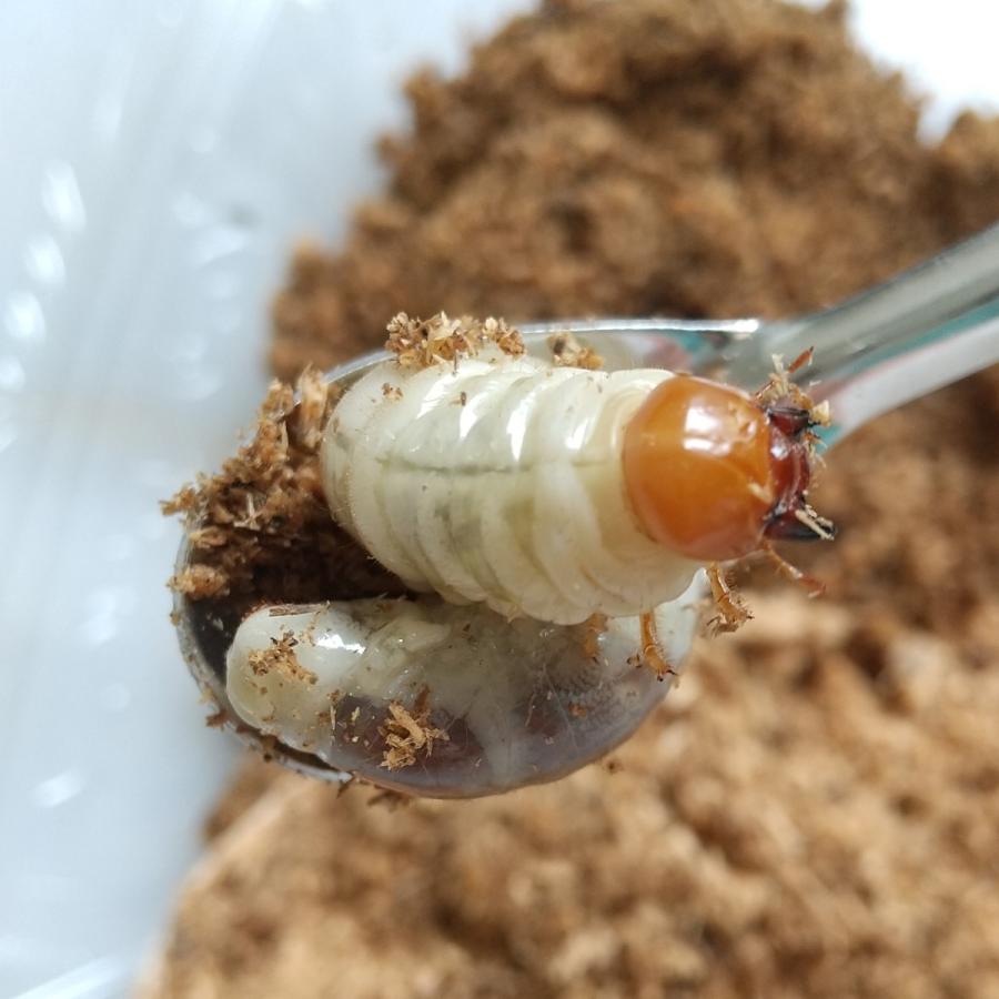 カブクワ幼虫割り出しスプーン約20cm 菌糸瓶 産卵木 割り出し 初 カブクワ幼虫割り出しスプーン約20cm 菌糸瓶 産卵木 割り出し 初