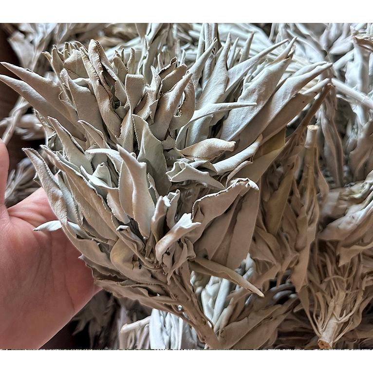 ホワイトセージ　カット枝４本 whitesage_04.jpg