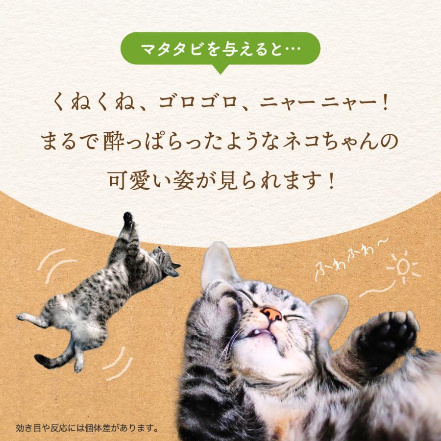 猫用 天然 100％ マタタビ 乾燥 枝 おもちゃ しつけ つめとぎ 無添加 安心 九州産 (10ｇ)｜j-select｜03