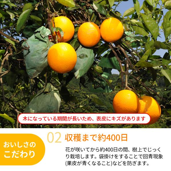 和歌山県産 バレンシアオレンジ 2Lサイズ 26玉 約5kg×1箱 ☆希少な国産