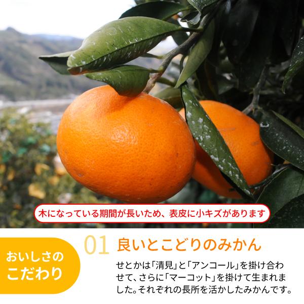 みかん せとか 約4kg 18〜28玉入 1箱 送料無料 〜柑橘の大トロ 木熟