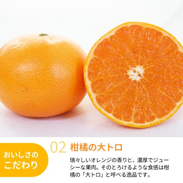 みかん せとか 約4kg 18〜28玉入 1箱 送料無料 〜柑橘の大トロ 木熟
