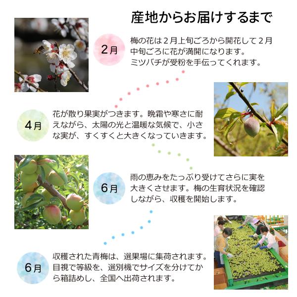 JA紀南 送料無料 ＜早め発送＞紀州産南高梅 2Lサイズ 約10kg 1箱 梅酒