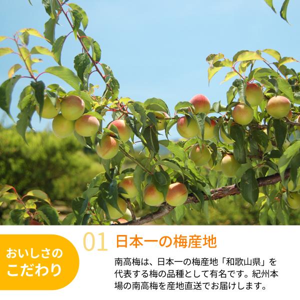 2L紀州南高梅完全無農薬10キロ JA紀南 送料無料 ＜早め発送＞紀州産南高梅 2Lサイズ 約10kg 1箱 梅酒