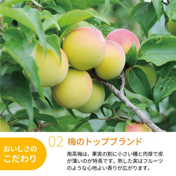 JA紀南 送料無料 ＜早め発送＞紀州産南高梅 2Lサイズ 約10kg 1箱 梅酒