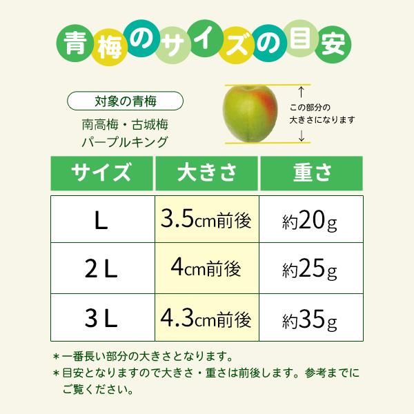 JA紀南 送料無料 ＜早め発送＞紀州産南高梅 2Lサイズ 約10kg 1箱 梅酒