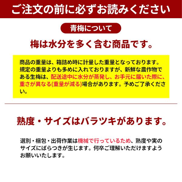 JA紀南 送料無料 ＜早め発送＞紀州産南高梅 2Lサイズ 約10kg 1箱 梅酒