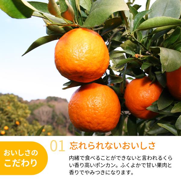 みかん　より味が濃い　ぽんかん　　36 みかんより味が濃いぽんかん36