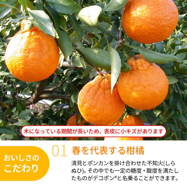 JA紀南 みかん 木熟 デコポン 約5kg 18〜20玉入り 1箱 秀品 送料無料