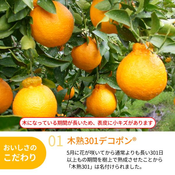 みかん JA紀南 みかん 木熟301 デコポン 約3kg 12〜15玉入り 1箱 秀品 送料