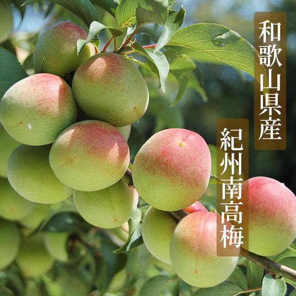 JA紀南 ドライフルーツ南高梅 20g 和歌山県産 紀州南高梅 お菓子作り