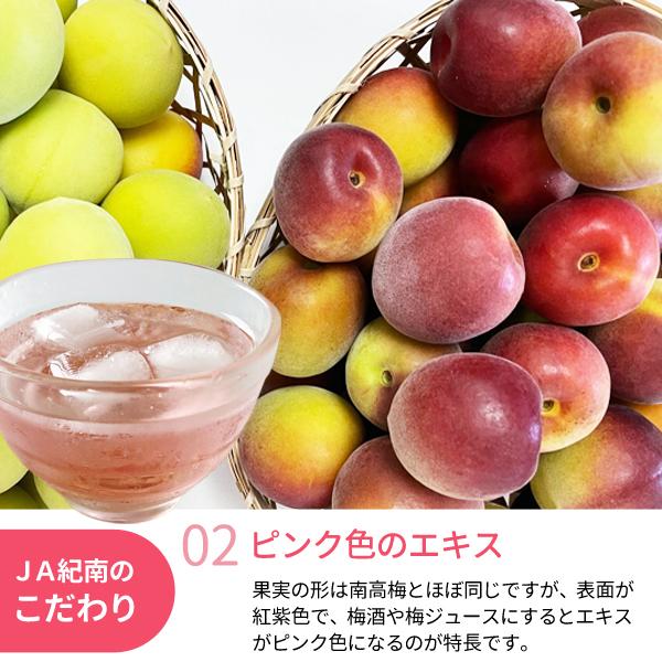 梅酒　梅シロップ2種類セット‼️紫小梅2kg 南高梅2kg みかんキング JA紀南 送料無料 梅酒用・梅ジュース用 パープルクィーン 2L