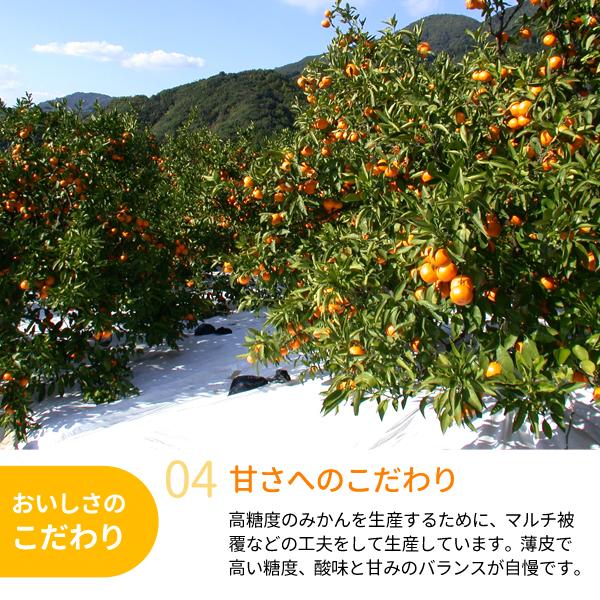 現物発送‼️和歌山県産 紅南高梅　大玉3L2Lサイズ　6kg‼️みかんキング 紀州 生南高梅 熟青梅3Lサイズ優品 | おいしく食べて和歌山モール