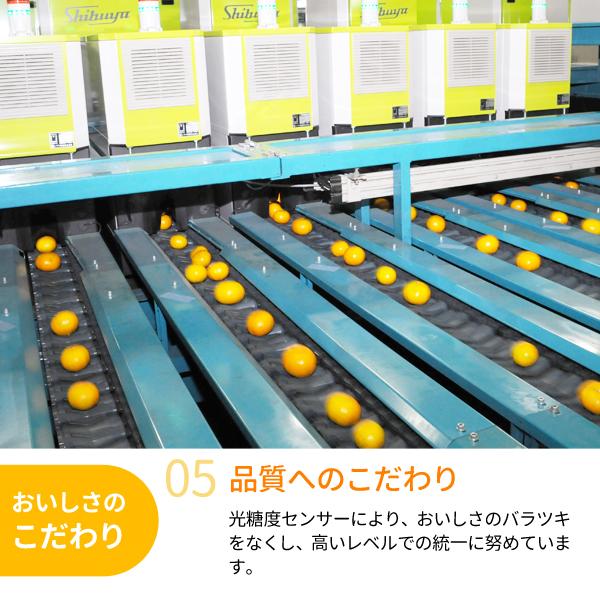JA紀南 みかん 木熟みかん「極天」 小玉サイズ 3kg×1箱 送料無料