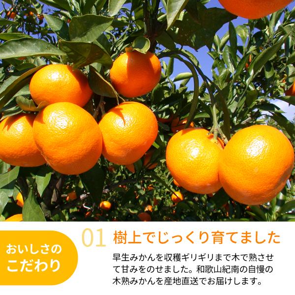 JA紀南 みかん 木熟みかん「極天」 小玉サイズ 3kg×2箱 送料無料