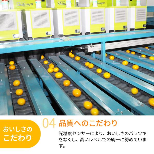 JA紀南 みかん 木熟みかん「天」 S〜Mサイズ 5kg×1箱 送料無料 お歳暮