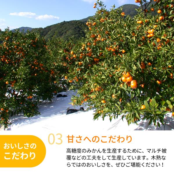 JA紀南 みかん 木熟みかん S〜Mサイズ 5kg×2箱 送料無料 お歳暮にも
