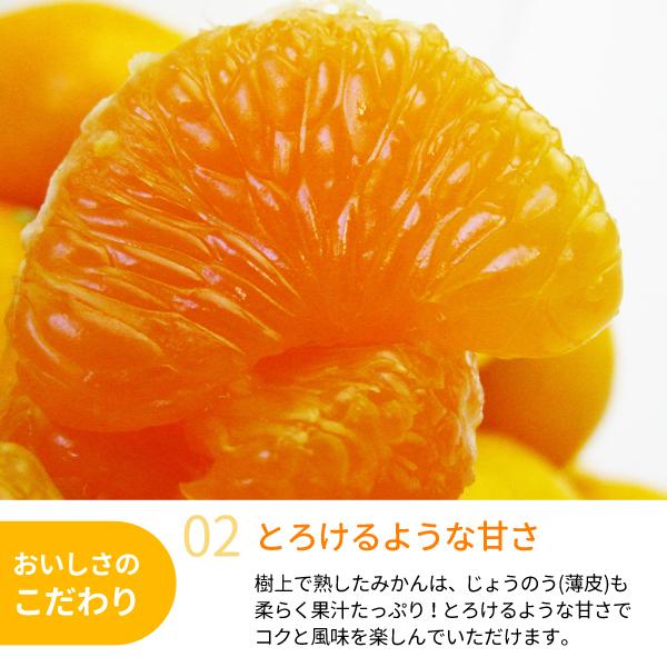 JA紀南 みかん わけあり 木熟みかん キズありL〜2Sサイズ混合 5kg×1