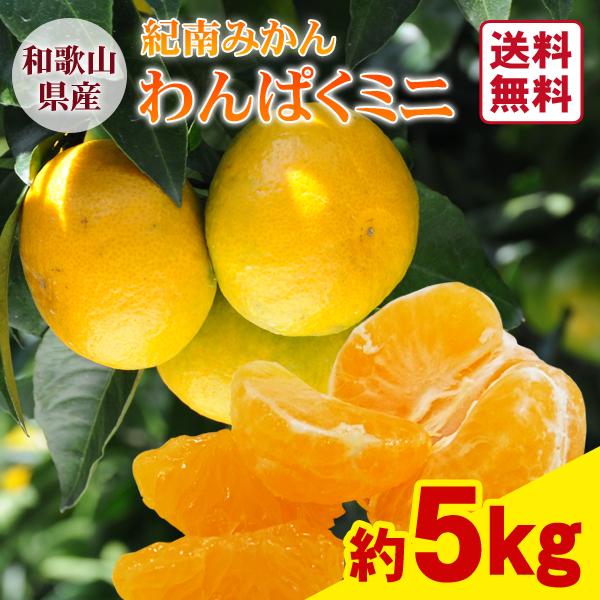 送料無料 紀南みかん「わんぱくミニ」 5kg×1箱 〜一口サイズかわいい