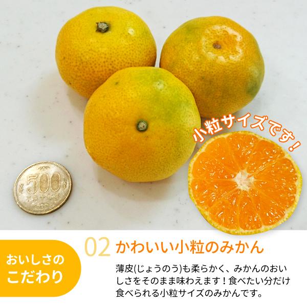 送料無料 紀南みかん「わんぱくミニ」 5kg×1箱 〜一口サイズかわいい