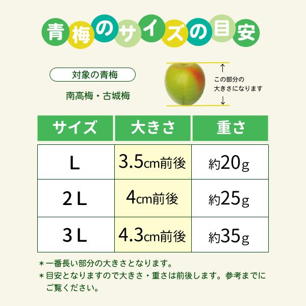 JA紀南 送料無料 ＜遅め発送＞紀州産南高梅 2Lサイズ 約2kg 梅干し作り