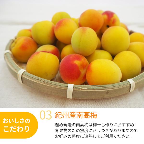 JA紀南 送料無料 ＜遅め発送＞紀州産南高梅 2Lサイズ 約10kg 1箱