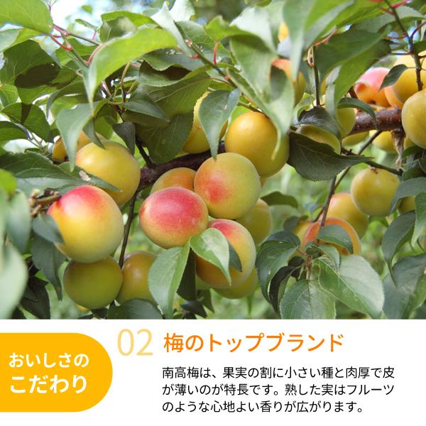 JA紀南 送料無料 ＜遅め発送＞紀州産南高梅 3Lサイズ 約10kg 1箱