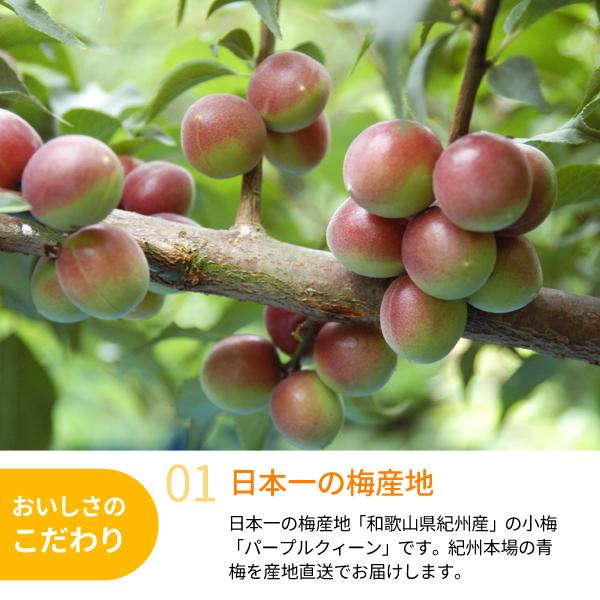 JA紀南 送料無料 梅酒用・梅ジュース用 紀州産パープルクィーン(小梅