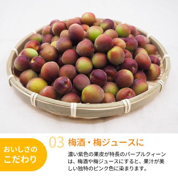 JA紀南 送料無料 梅酒用・梅ジュース用 紀州産パープルクィーン(小梅