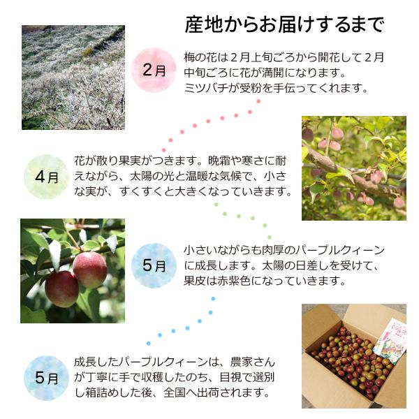 JA紀南 送料無料 梅酒用・梅ジュース用 紀州産パープルクィーン(小梅
