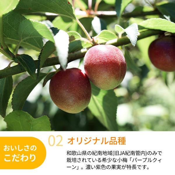 JA紀南 送料無料 梅酒用・梅ジュース用 紀州産パープルクィーン(小梅
