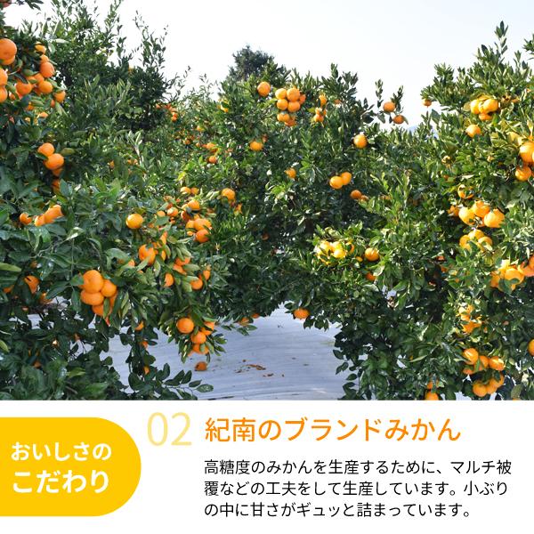 送料無料 旨味極撰 紀南みかん「天」Sサイズ 5kg×1箱 〜ブランド早生