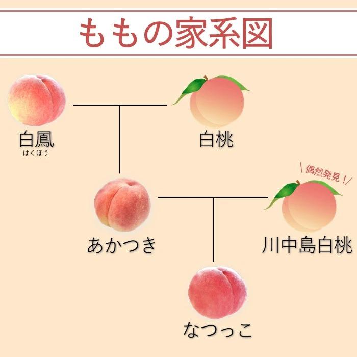 桃 あかつき【 家庭用 / 優糖生 】約 5kg 12〜18玉 Y104 （冷蔵）※7月