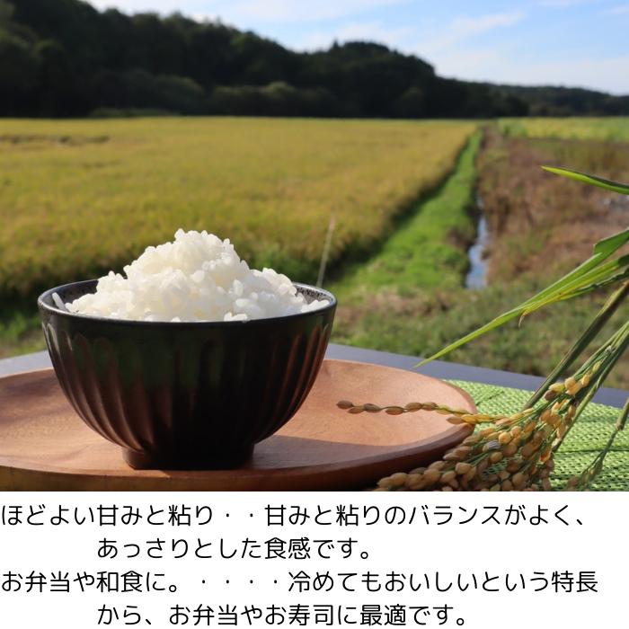 ななつぼし 令和7年産 10kg 2袋 北海道 苫前町産 特Aランク 白米 お米