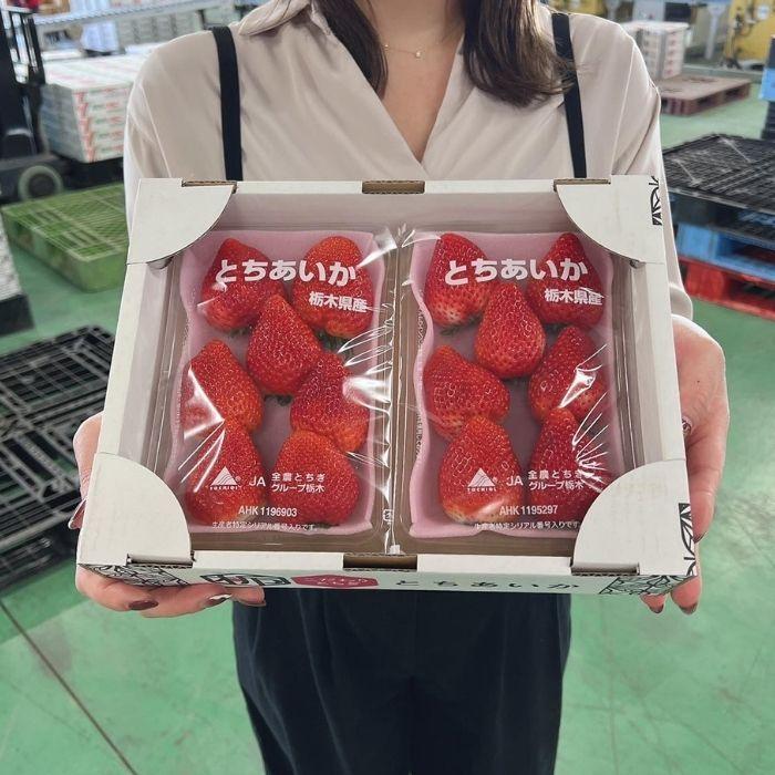イチゴ いちご 苺 とちあいか 2パック 栃木県産 規格 6〜7粒 1粒 イチゴ いちご 苺 とちあいか 2パック 栃木県産 規格 6〜7粒 1粒