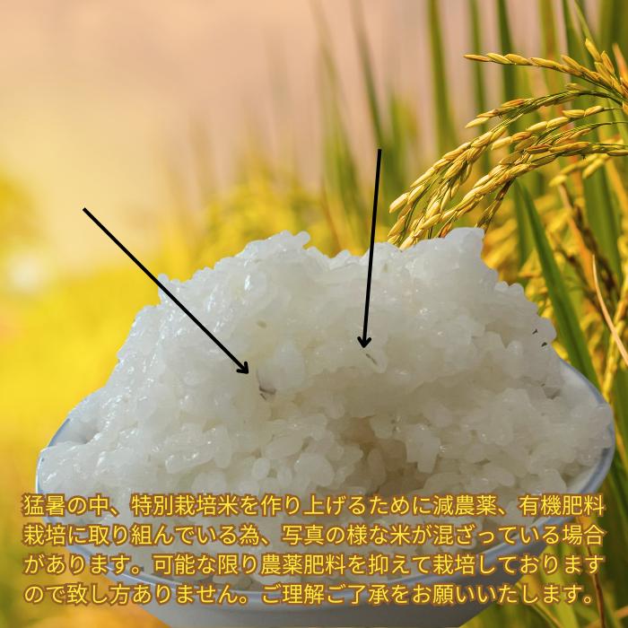 特別栽培米 注文後精米 令和6年産 栃木県産 コシヒカリ 10kg 特別栽培米 注文後精米 令和6年産 栃木県産 コシヒカリ 10kg