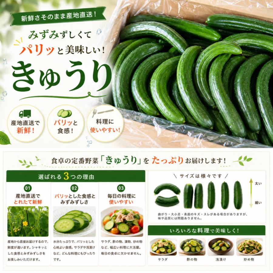 きゅうり 大量 5kg 酒のつまみに最高 不揃い 訳アリ キュウリ 約30から
