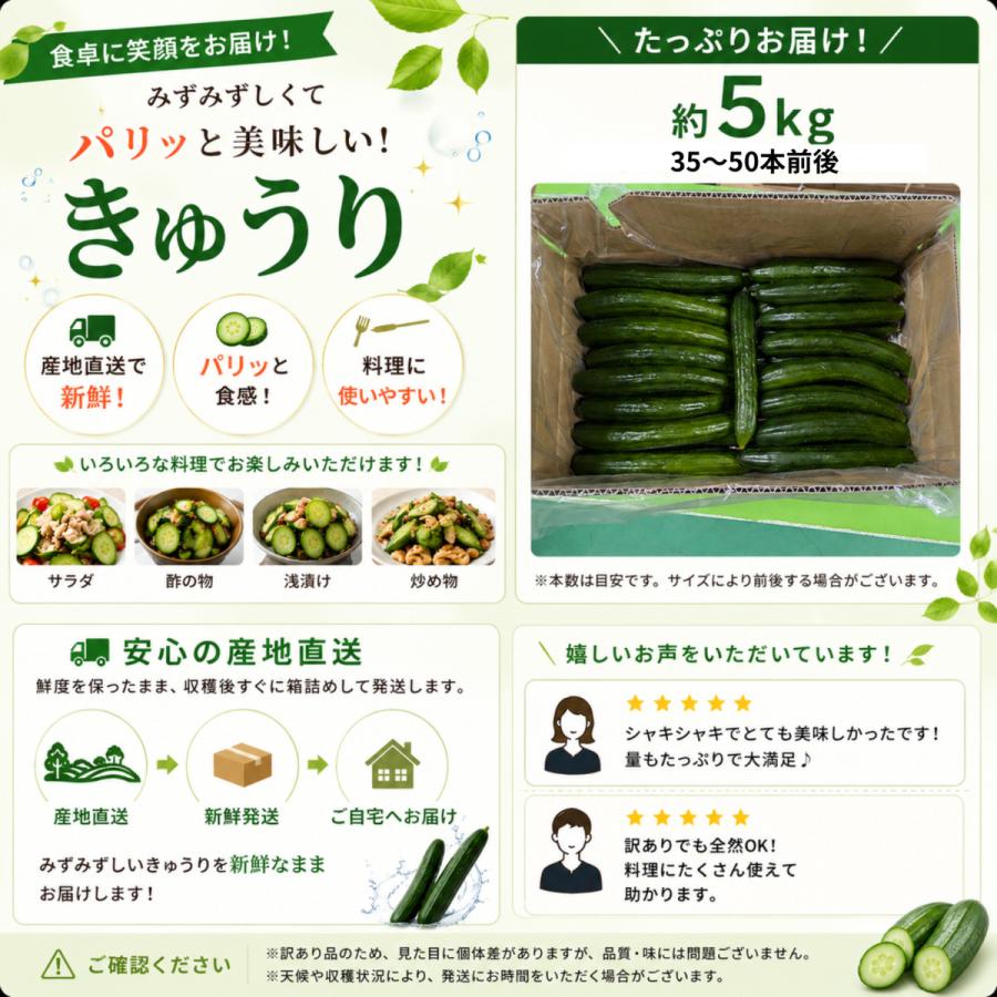きゅうり 大量 5kg 酒のつまみに最高 不揃い 訳アリ キュウリ 約30から