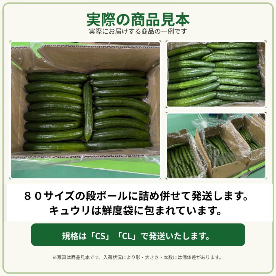 きゅうり 大量 5kg 酒のつまみに最高 不揃い 訳アリ キュウリ 約30から