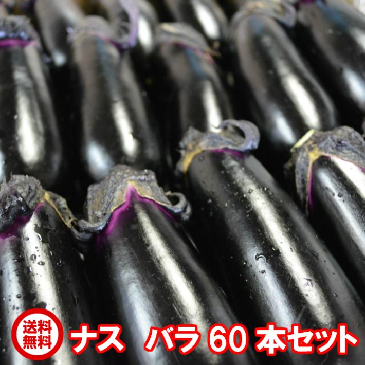 採れたて新鮮ナス！バラ60本詰合せセット 栃木県産 茄子