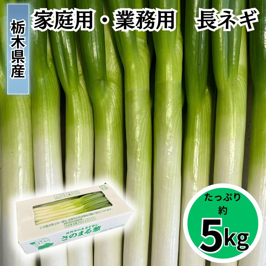 訳あり 長ねぎ 白ねぎ 約5kg さのまる葱 訳アリ規格 孝平商事 佐野ネギ