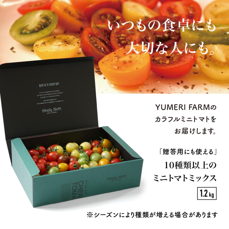 13種 化粧箱 カラフルミニトマト 彩り豊かなミニトマト 1.2kg 送料無料