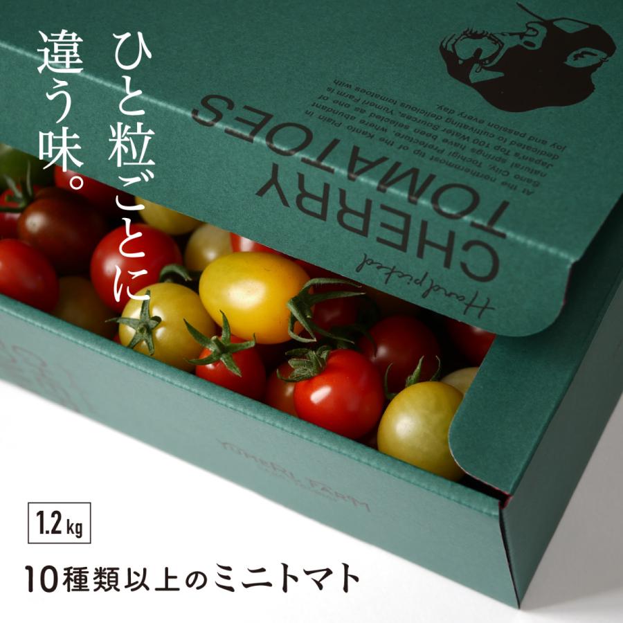 13種 化粧箱 カラフルミニトマト 彩り豊かなミニトマト 1.2kg 送料無料