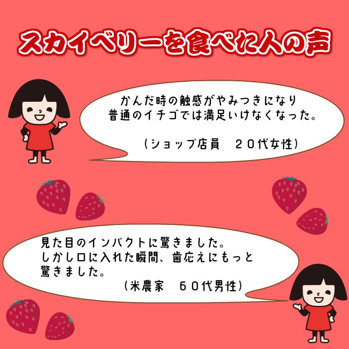 イチゴ いちご スカイベリー 配送日時指定不可 栃木県産 ２パックセット  熨斗対応 クール送料無料 冷蔵便 スカイ2P｜ja-sano｜03