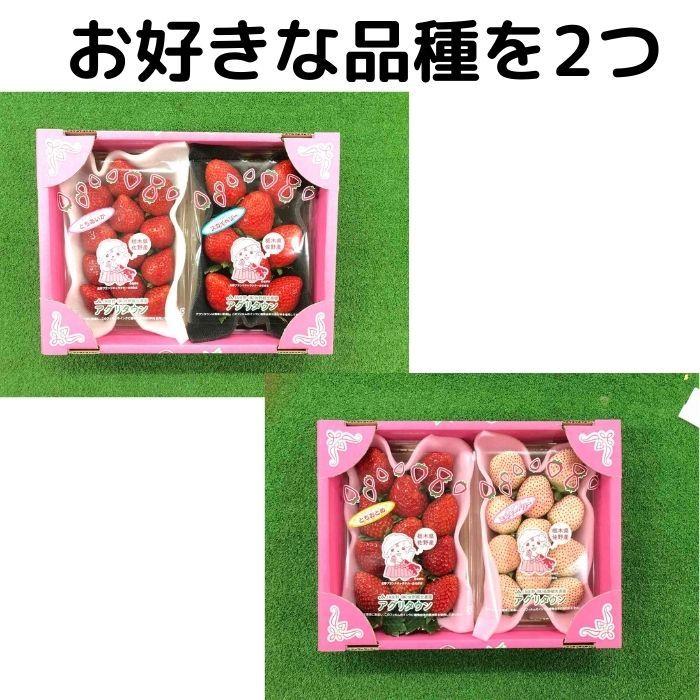 お好きな苺を4種類の中から選択 合計2パック 日付指定不可 イチゴ