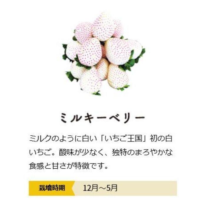 お好きな苺を４種類の中から選択 合計4パック 約1.2kg 栃木県産 イチゴ アグリタウン  スカイベリー とちあいか ミルキーベリー 冷蔵便　アグリよりどり